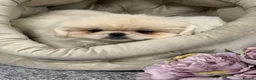 Pekingese dogs for sale: Pekingese puppies  - Advert 3