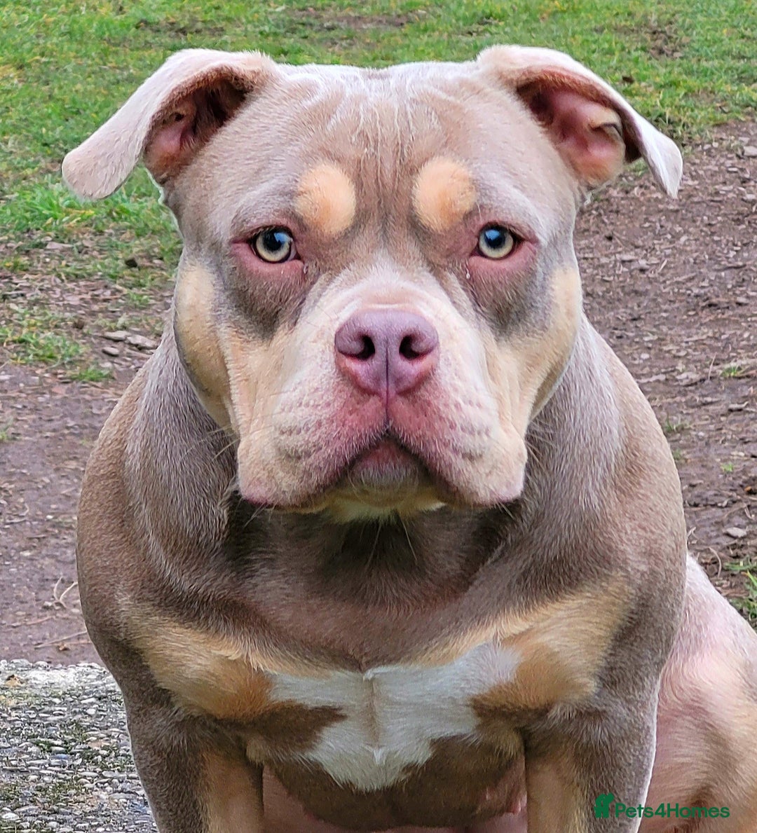 American Bully dogs for sale: Jasmine (Jaz) 3 year old female pocket bully  - Advert 11