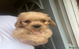 Mixed Breed dogs for sale: Last 2 puppies!  🩷 Maltipoo x Cockapoo puppies - Image 14