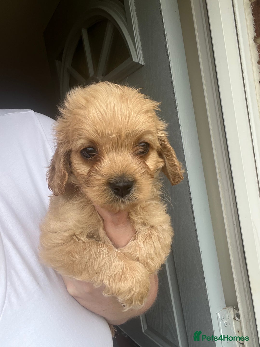 Mixed Breed dogs for sale: Last 2 puppies!  🩷 Maltipoo x Cockapoo puppies - Image 14