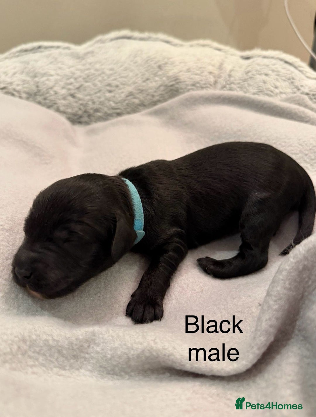Cockapoo dogs for sale: F1b Cockapoo Puppies - Image 5
