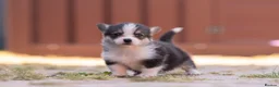 Welsh Corgi Pembroke dogs for sale: Show quality Pembrokeshire corgi READY NOW!!! - Advert 28