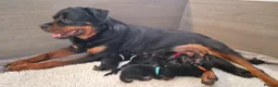 Rottweiler dogs for sale: Viewing now. Kc reg, health tested parents - Advert 13