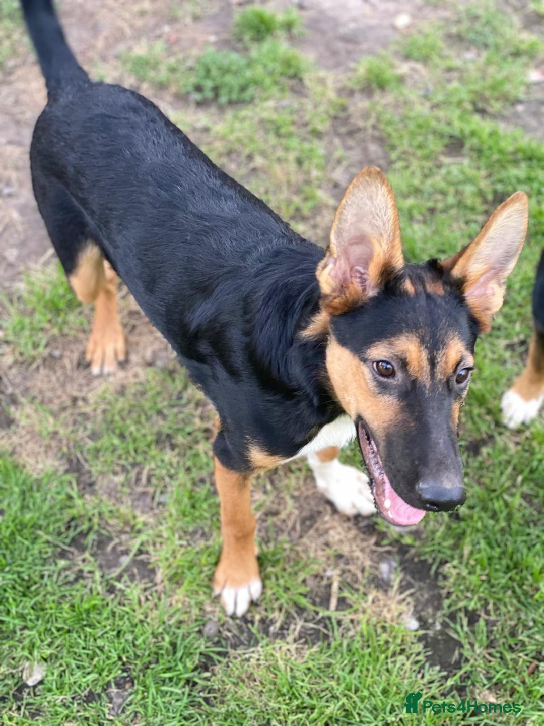 Mixed Breed dogs for adoption: 💙🐶 CONNOR 🐶💙 - Image 8