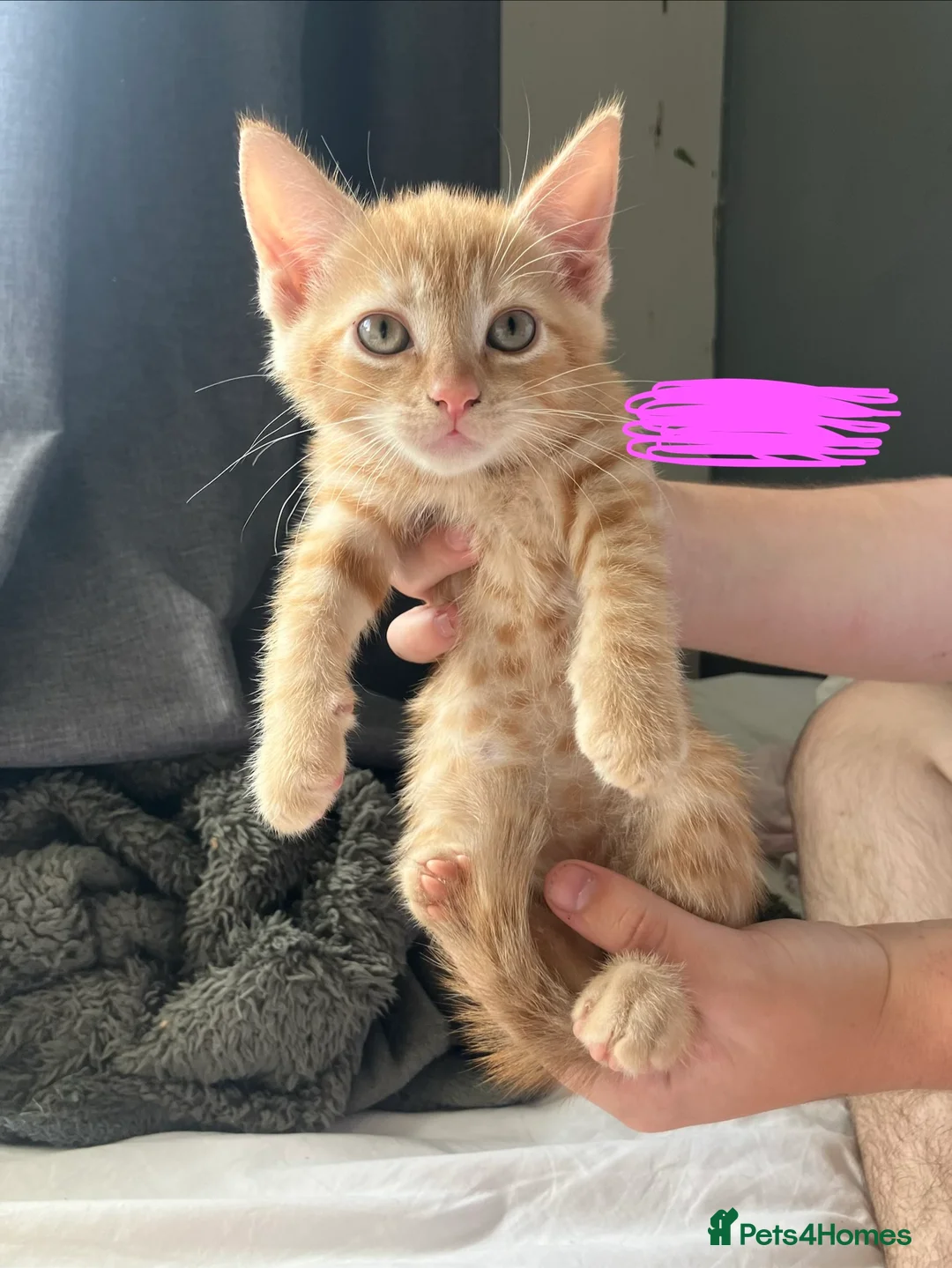 Mixed Breed cats for sale: Beautiful mixed-breed kittens for sale - Advert 2