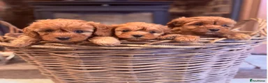 Cavapoo 3