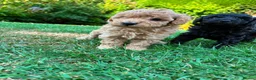 Toy Poodle dogs for sale: Stunning litter of Toy Poodles  - Advert 4