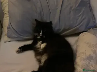 Mixed Breed cats Black and white male kittens - Advert 2