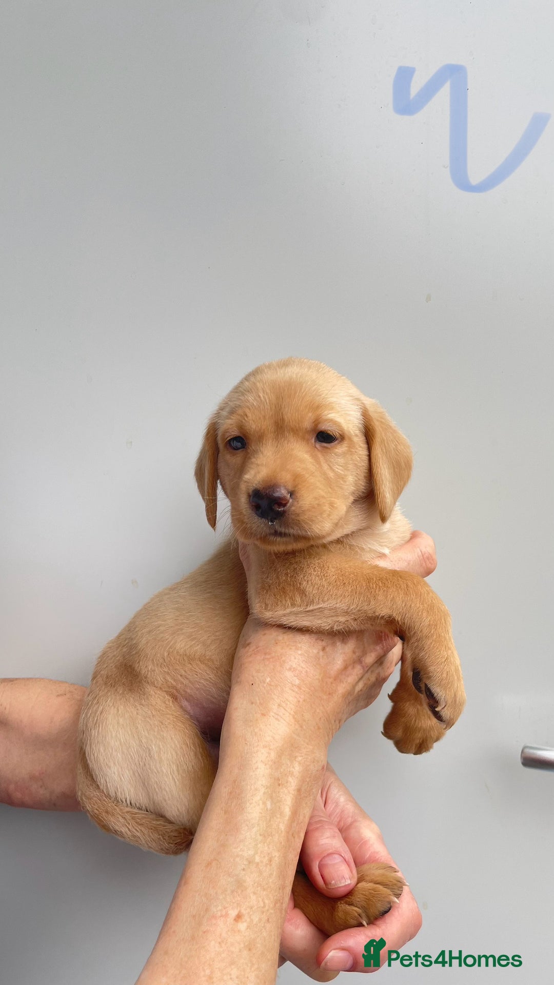 Labrador Retriever dogs for sale: Labrador retriever pups KC Registered - Image 4