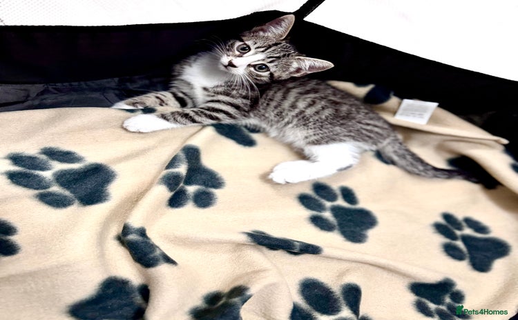 Domestic Shorthair cats - Advert 2