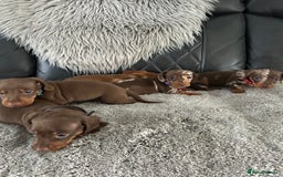 Miniature Dachshund dogs for sale: Miniature dash - Image 8