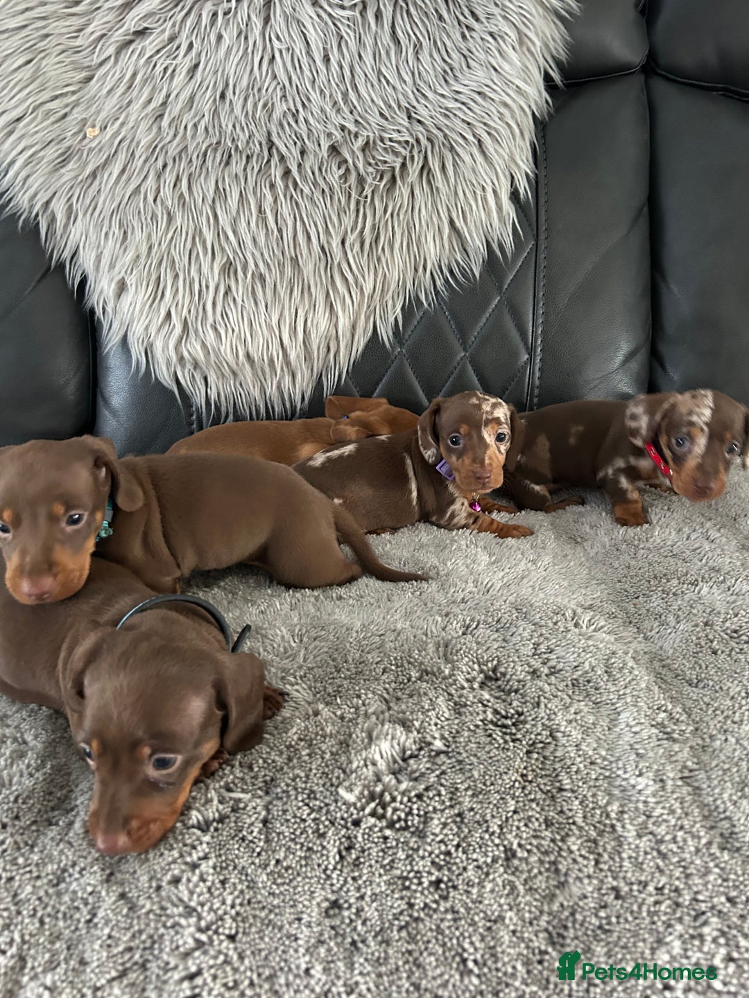 Miniature Dachshund dogs for sale: Miniature dash - Image 8