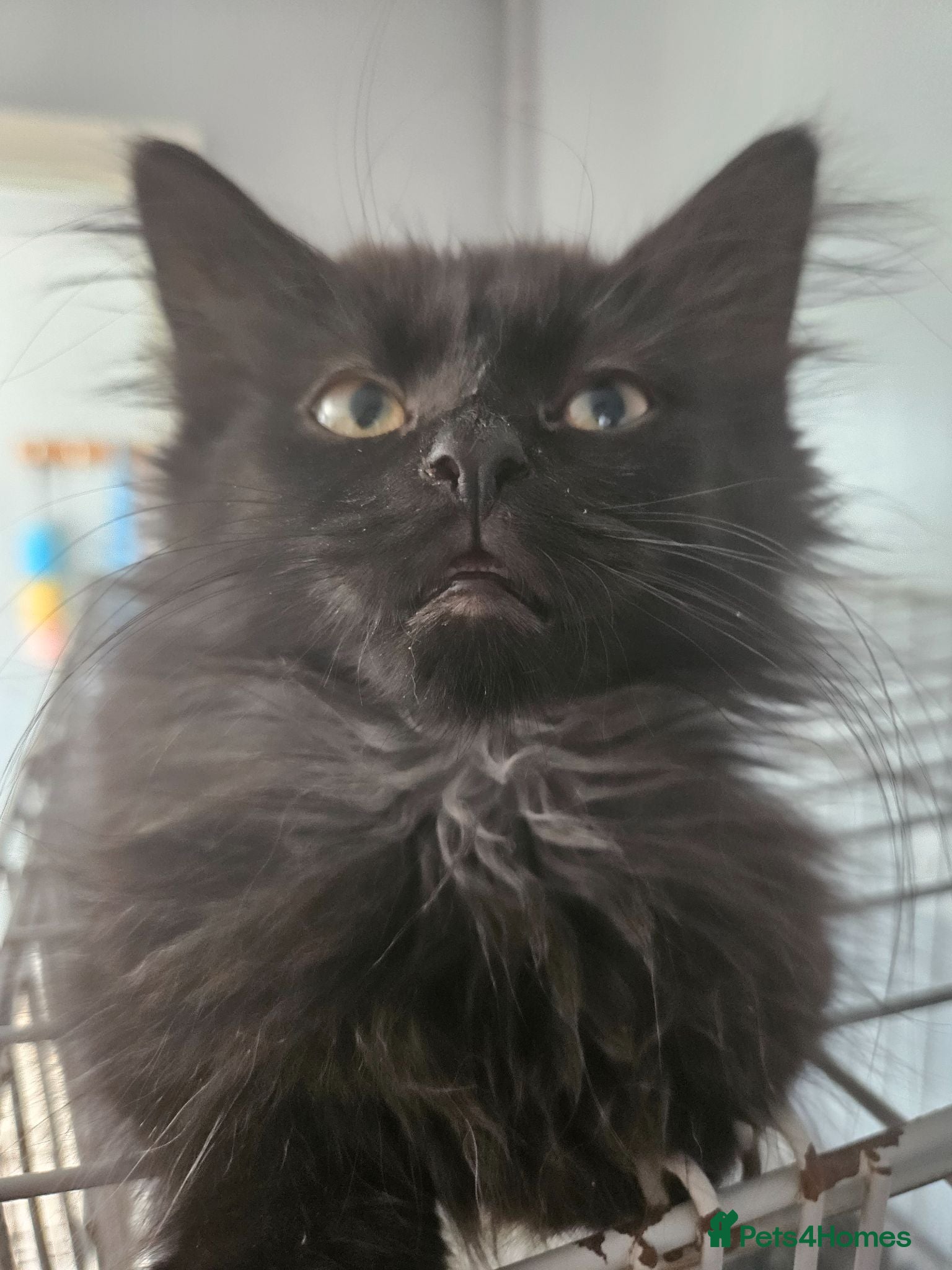 Maine Coon cats Beautiful black fluffy kittens - Advert 1