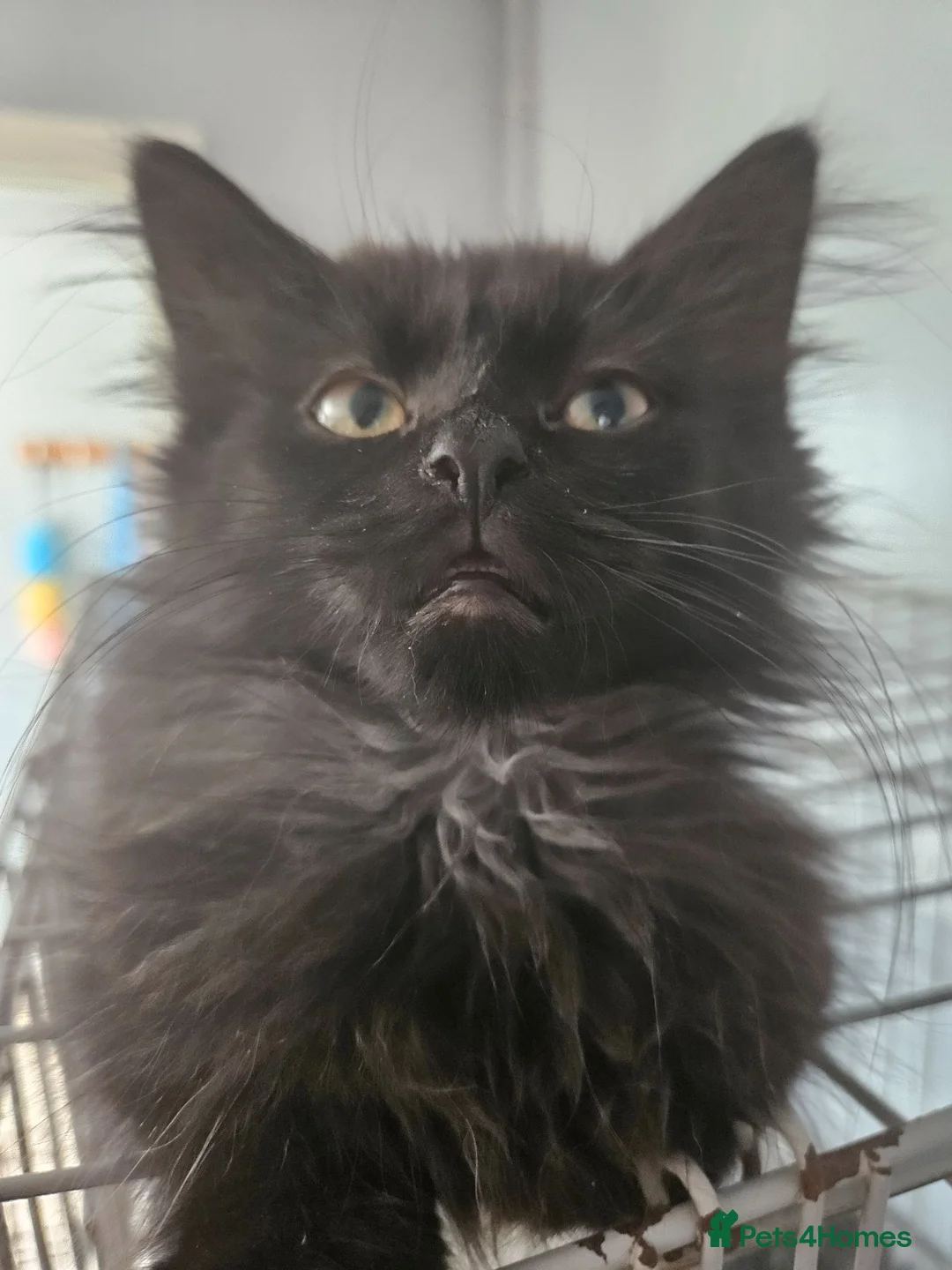 Maine Coon cats for sale: Beautiful black fluffy kittens - Advert 1