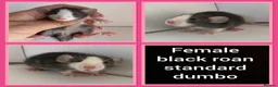 Rat rodents for sale: Adorable baby rats for sale  - Advert 34