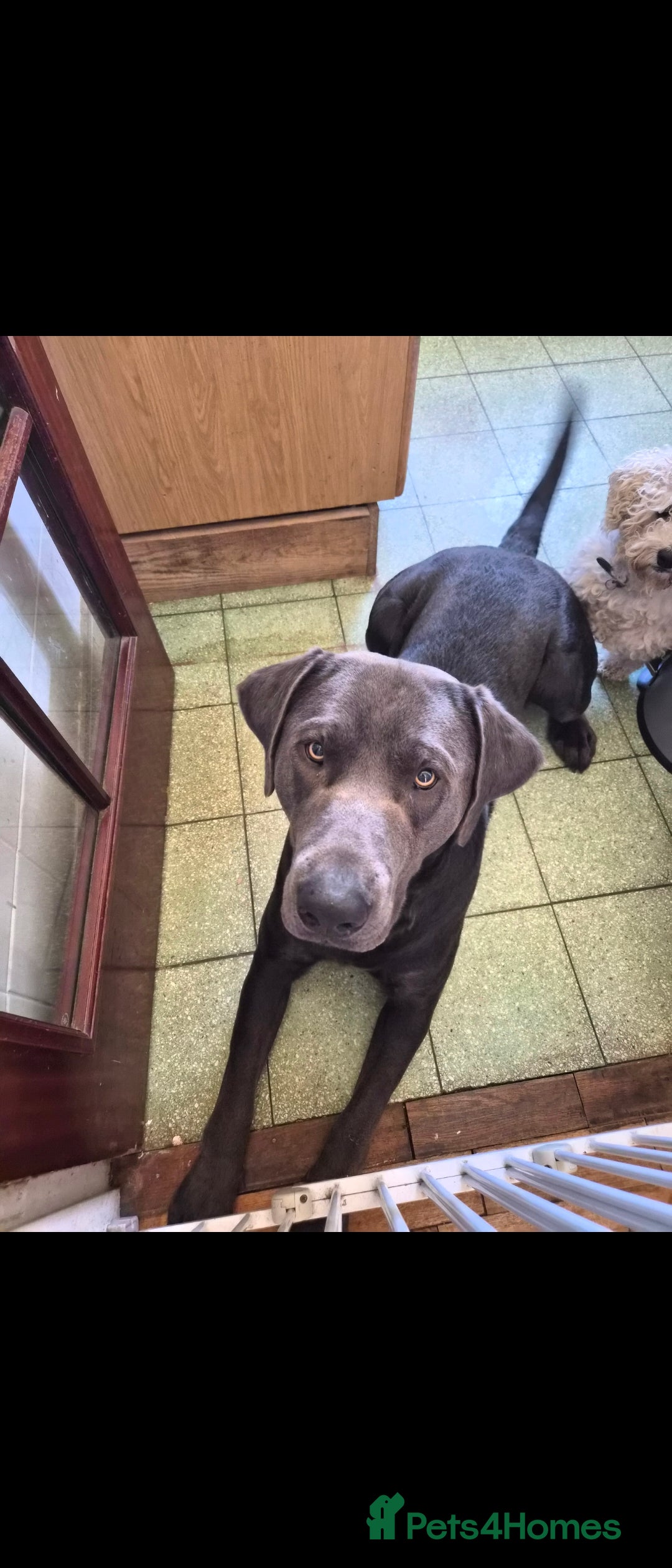 Labrador Retriever dogs for sale: Baloo - Advert 1