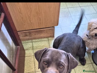 Labrador Retriever dogs Baloo - Advert 1