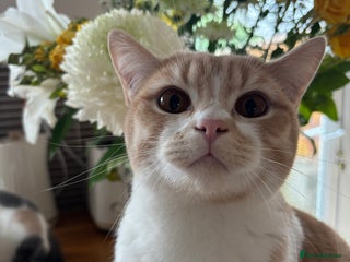 British Shorthair cats - Advert 32