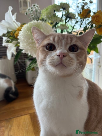 British Shorthair cats - Advert 2