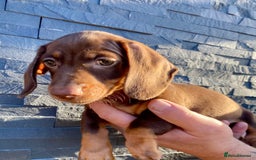 Miniature Dachshund dogs for sale: Miniature dachshunds READY NOW - Advert 21
