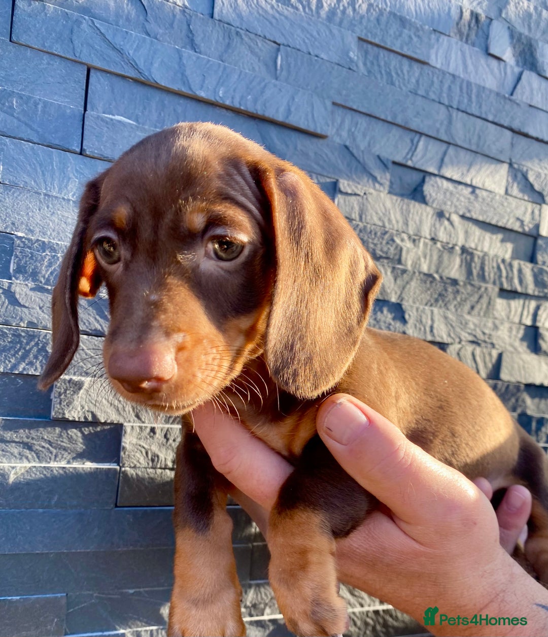 Miniature Dachshund dogs for sale: Miniature dachshunds READY NOW - Advert 21