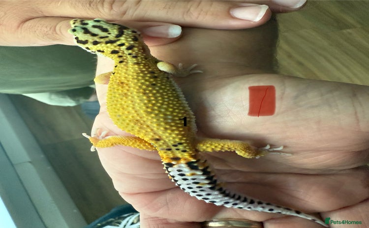 Leopard Gecko reptiles - Advert 1