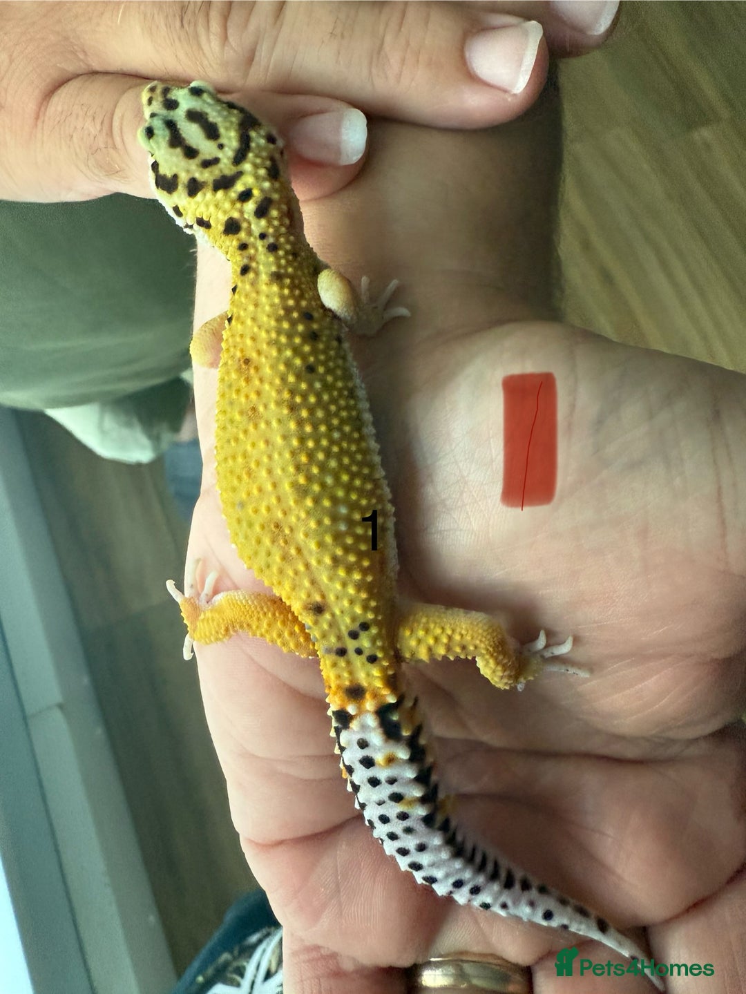 Leopard Gecko reptiles for sale: Baby leopard geckos - Image 1