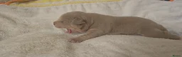 American Bully dogs for sale: Exclusive ABKC Pocket Bullys - Champ Bloodlines - Advert 4