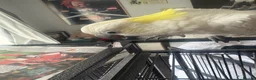 Cockatoo birds for sale: Sulpher crested cockatoo SILLY TAME in Rochdale - Advert 1