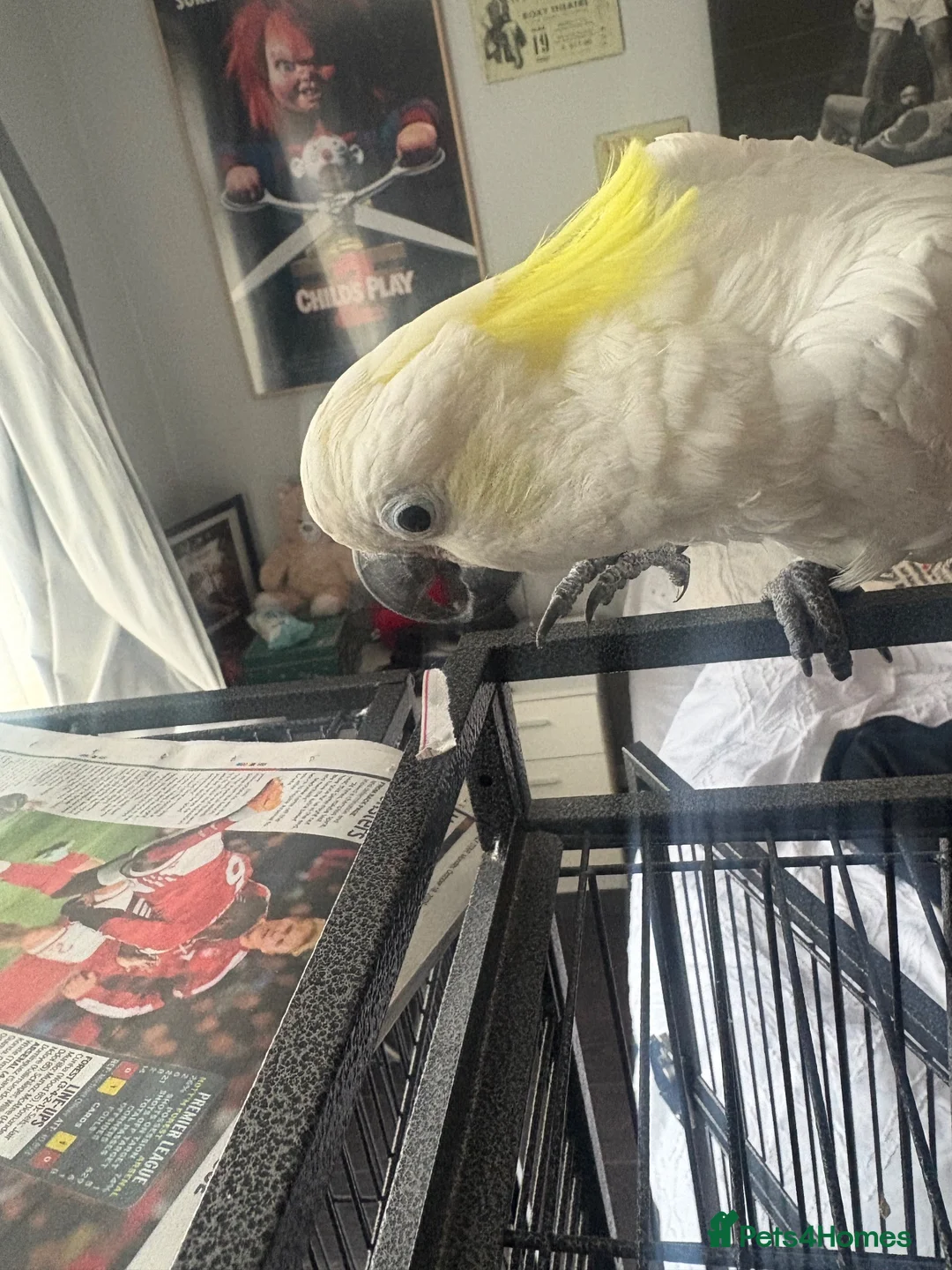 Cockatoo birds for sale: Sulpher crested cockatoo SILLY TAME in Rochdale - Advert 1