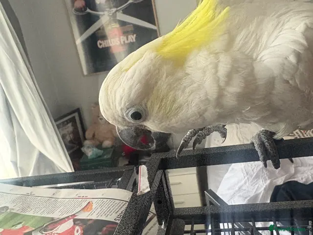 Cockatoo birds for sale: Sulpher crested cockatoo SILLY TAME - Advert 1