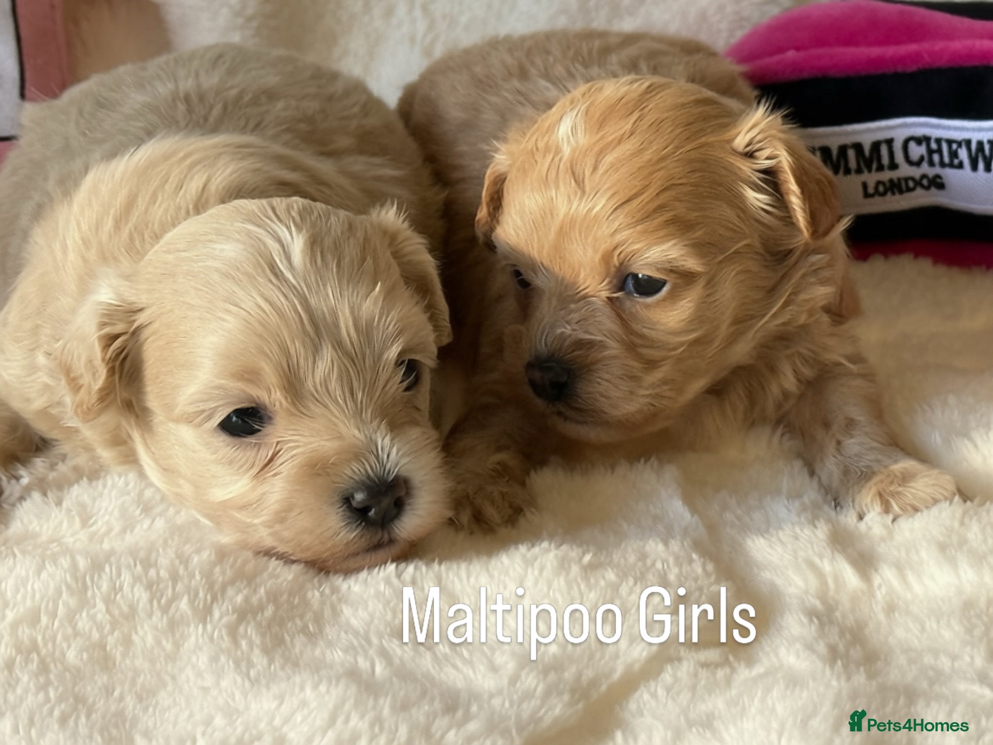 Maltipoo dogs Gorgeous Teddy Bear F1 Maltipoo  - Advert 1