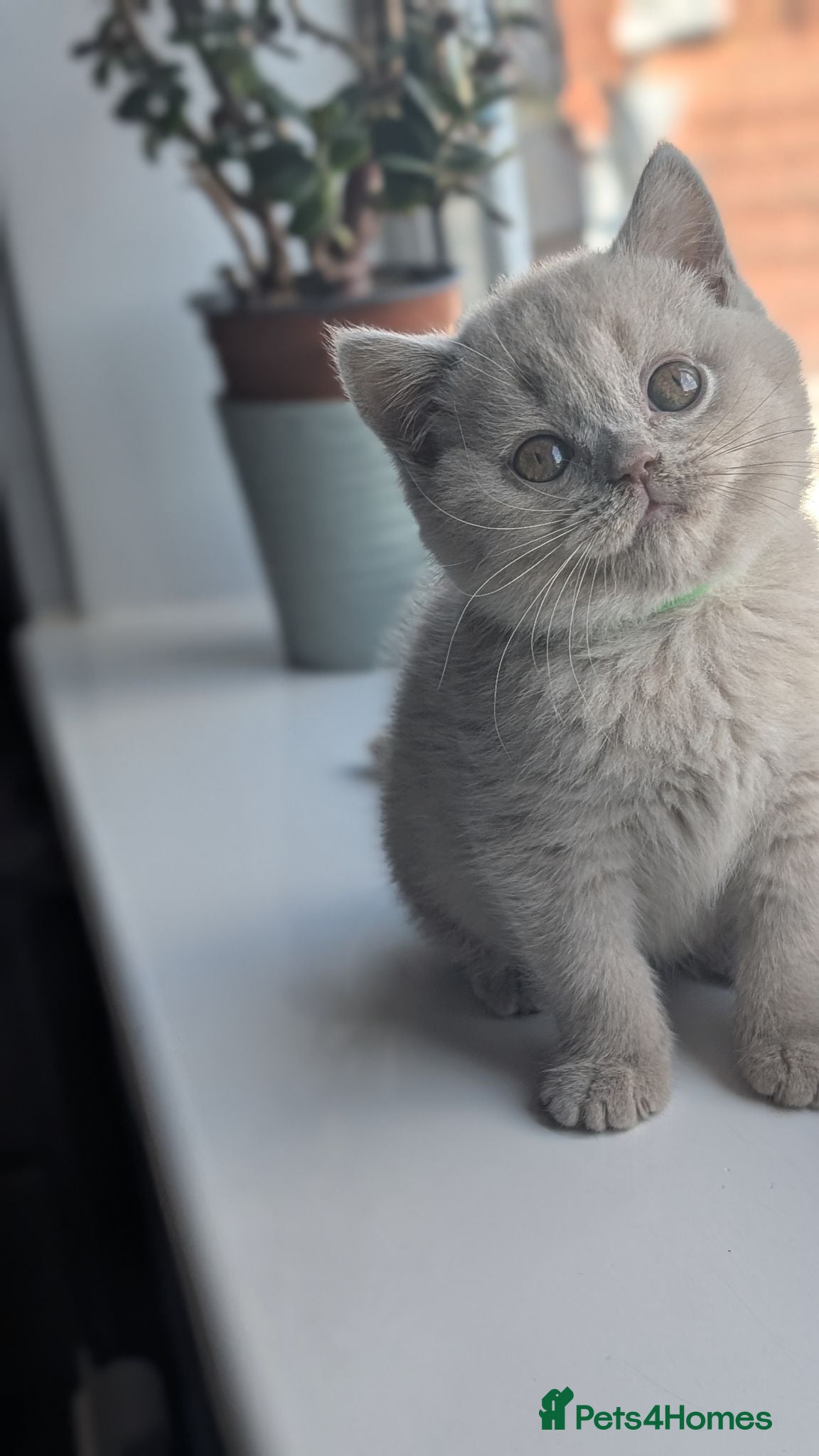 British Shorthair cats Summer price  - Advert 1