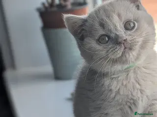 British Shorthair cats Summer price - Advert 1