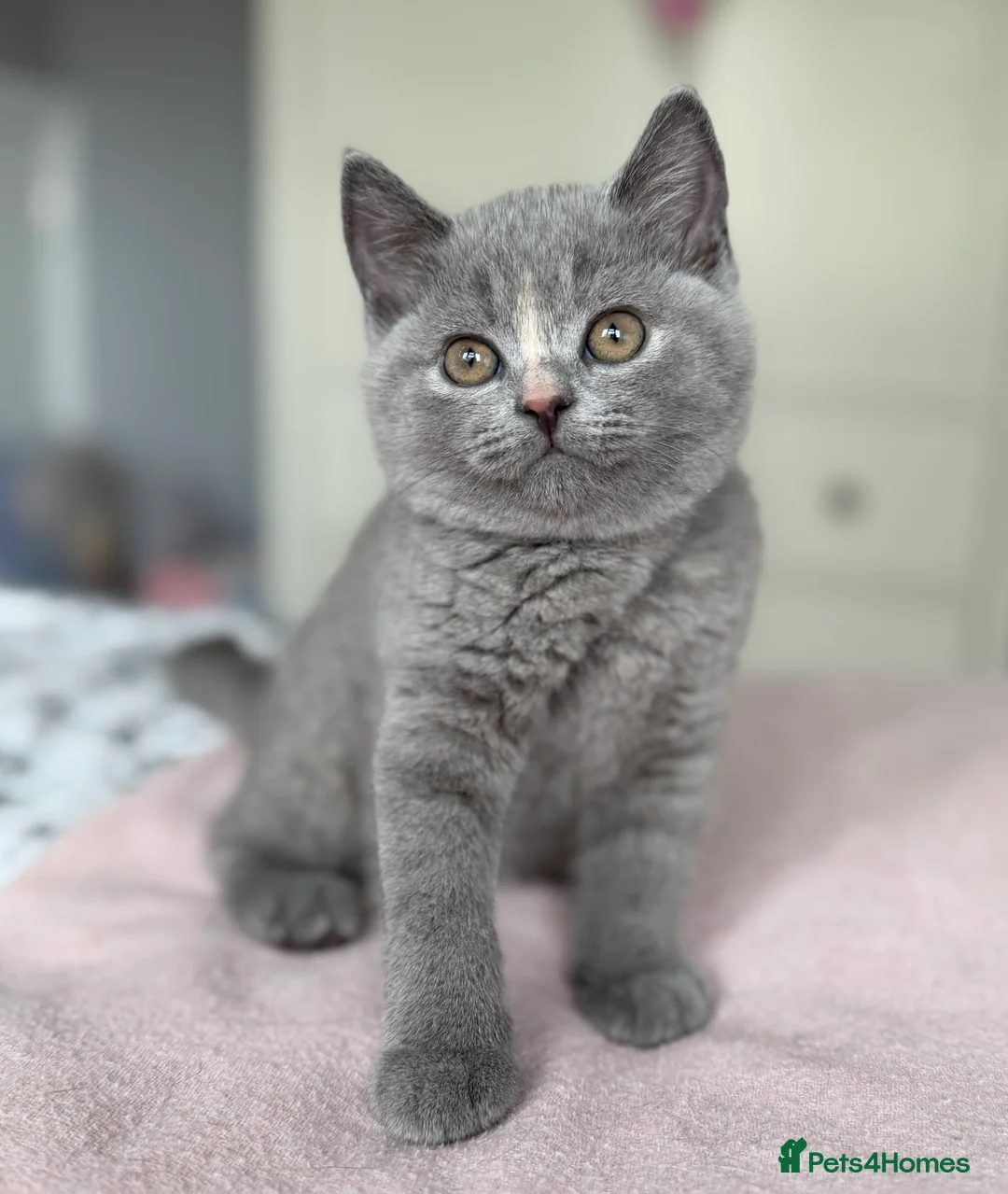 British Shorthair cats for sale: GCCF registered British Shorthair Kittens - Advert 6