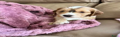 Cockapoo Puppy 4