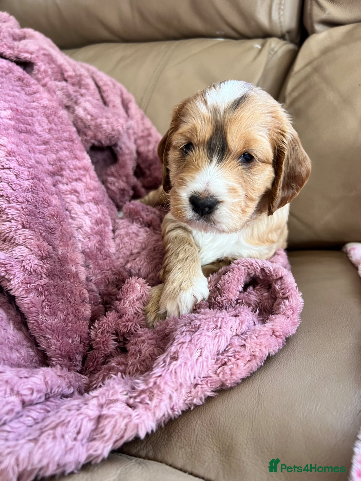 Cockapoo dogs for sale: F1 cockapoos  - Advert 7