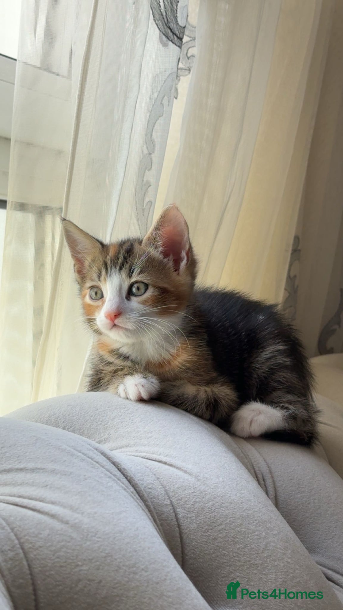 Mixed Breed cats for sale: Kitten for sale - Advert 2