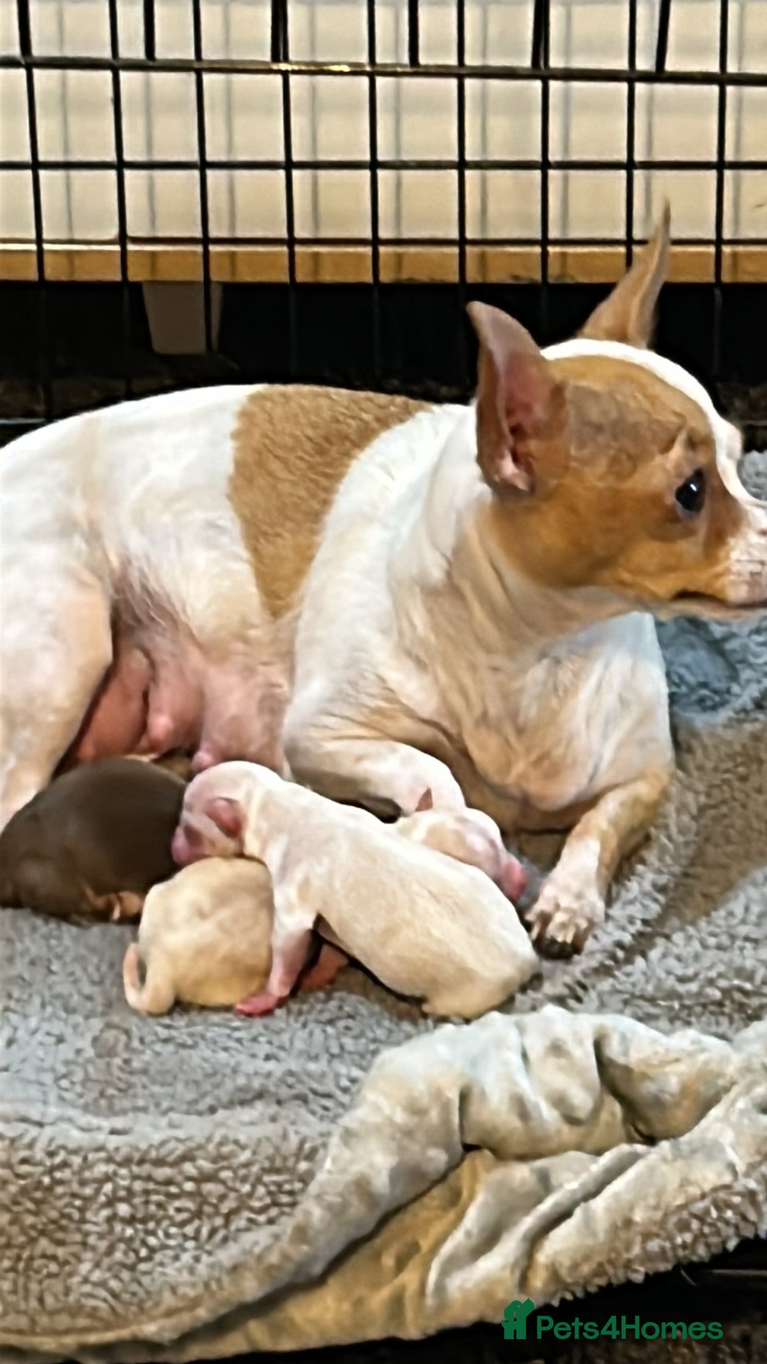 Chihuahua dogs for sale: Puppy  - Image 12