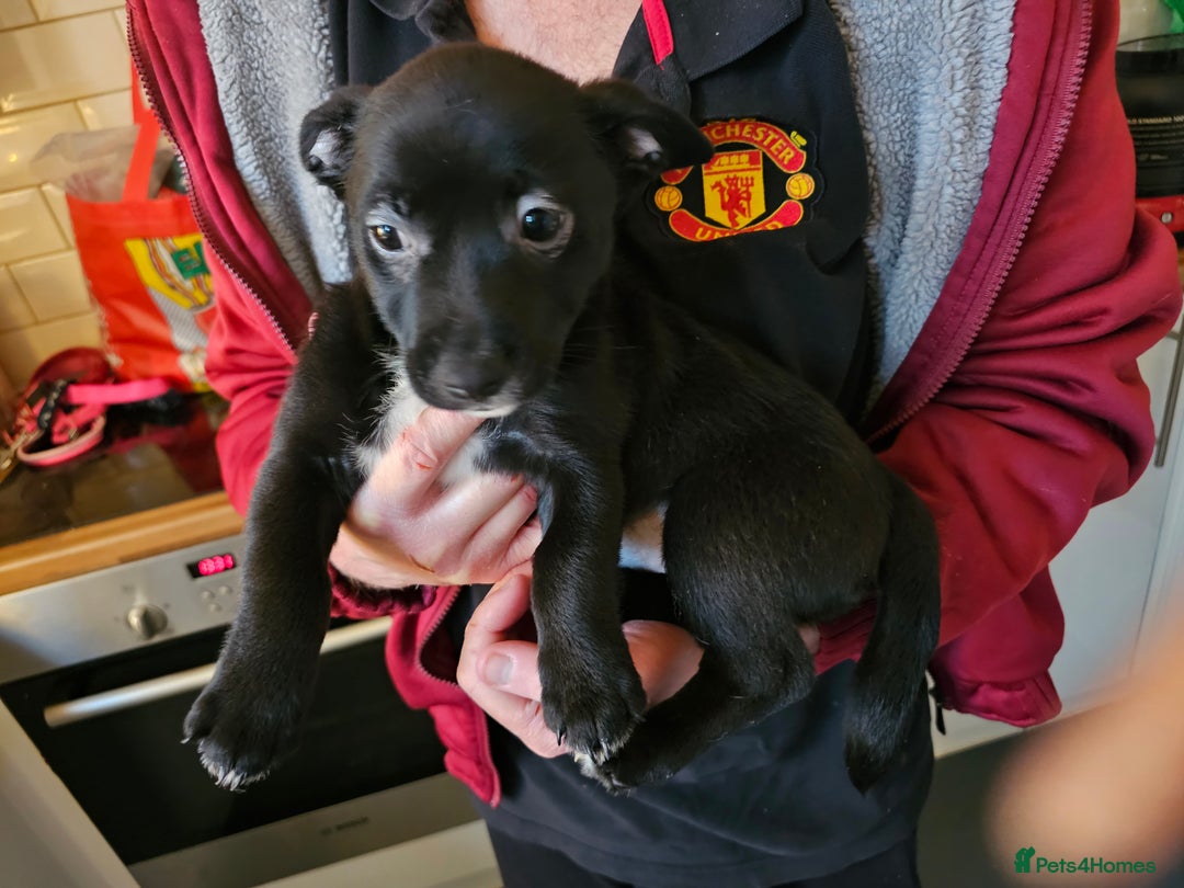 Mixed Breed dogs for sale: Staffy cross puppy  - Advert 3