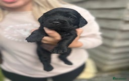 Labradoodle dogs for sale: Labradoodle puppy’s - Image 4