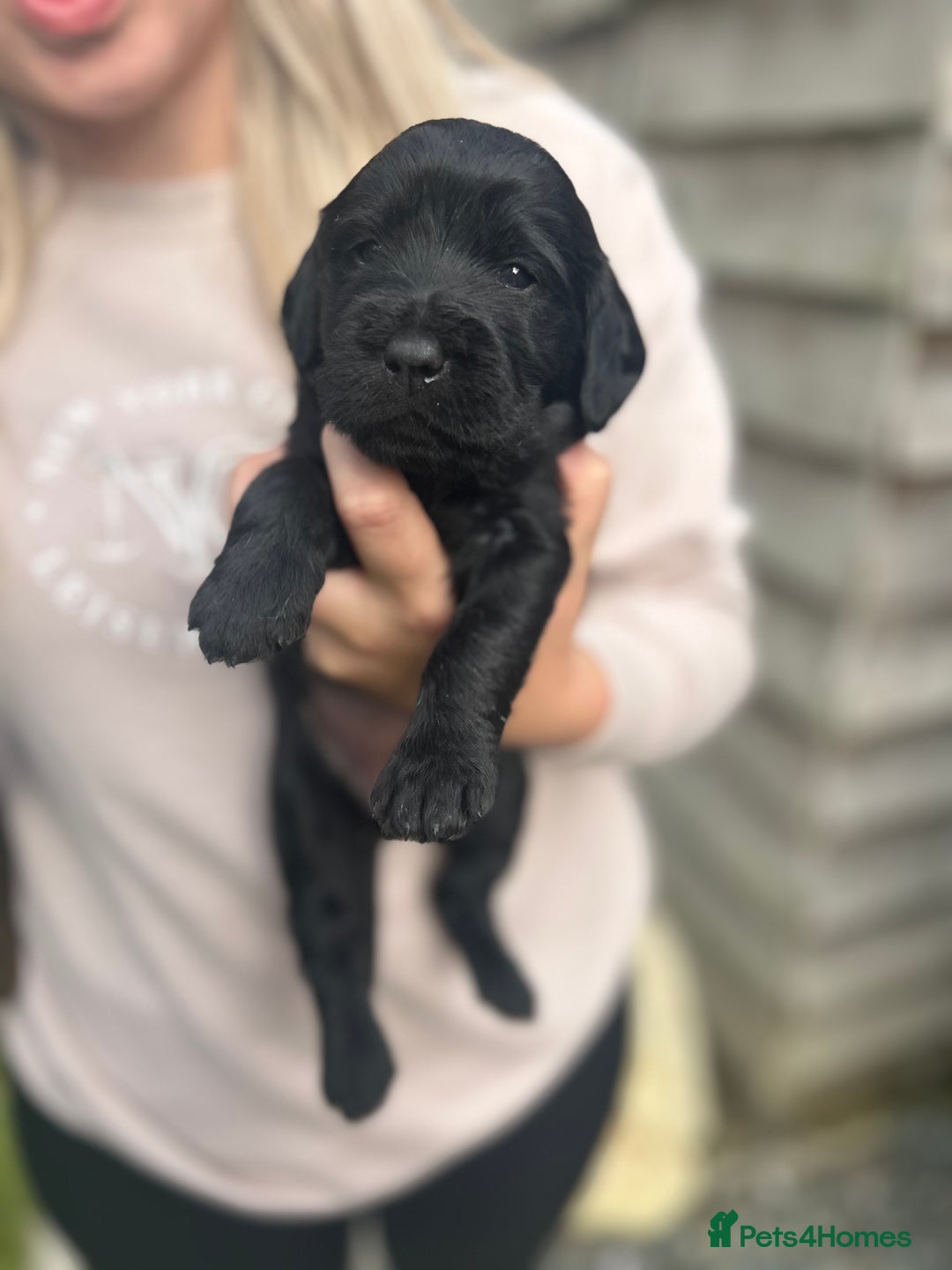 Labradoodle dogs for sale: Labradoodle puppy’s - Image 4