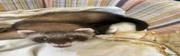 Ferret rodents for sale: Ferrets  in Sheffield - Advert 2