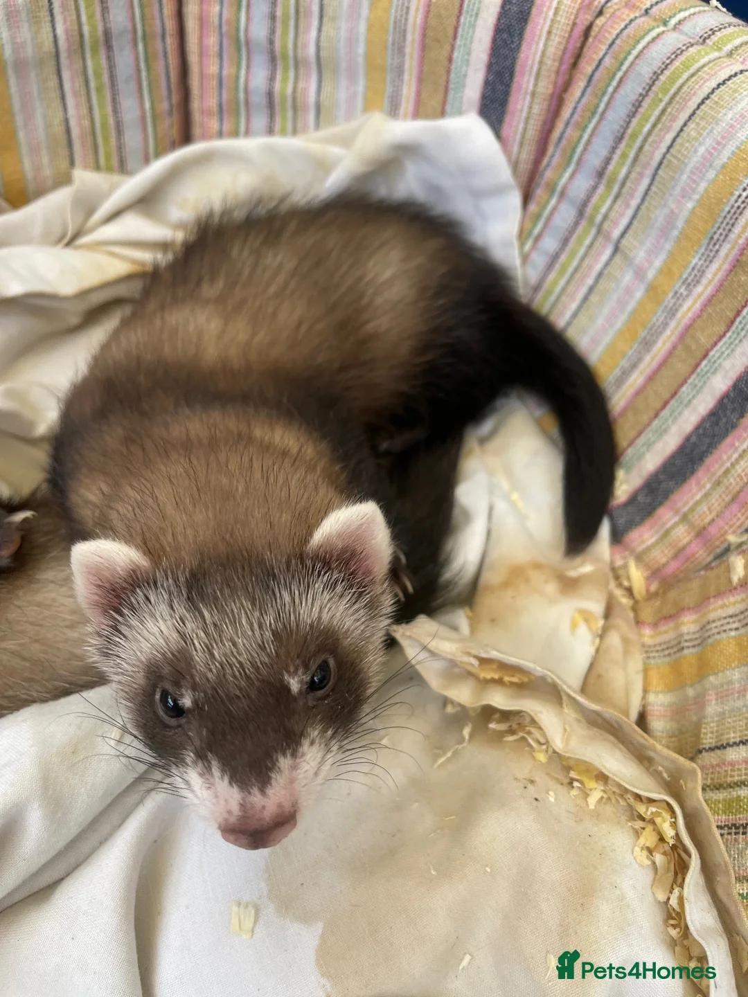 Ferret rodents for sale: Ferrets  in Sheffield - Advert 2