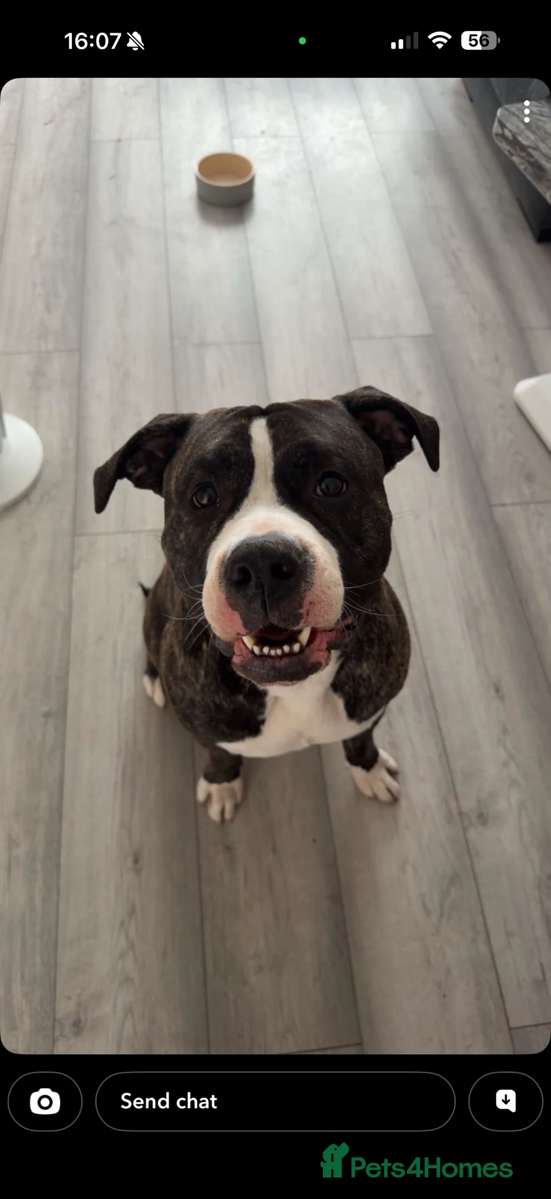 Mixed Breed dogs for stud: Staffy cross American bulldog stud  - Advert 2