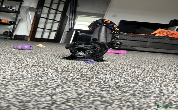 Mixed Breed dogs Maltese cross Chinese crested puppies for sale - Advert 6