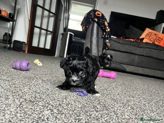 Mixed Breed dogs Maltese cross Chinese crested puppies for sale - Advert 3