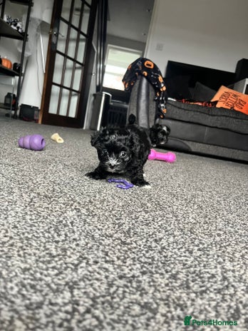 Mixed Breed dogs Maltese cross Chinese crested puppies for sale - Advert 3