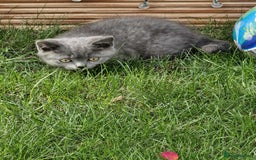 British Shorthair cats for sale: British shorthair  - Image 16