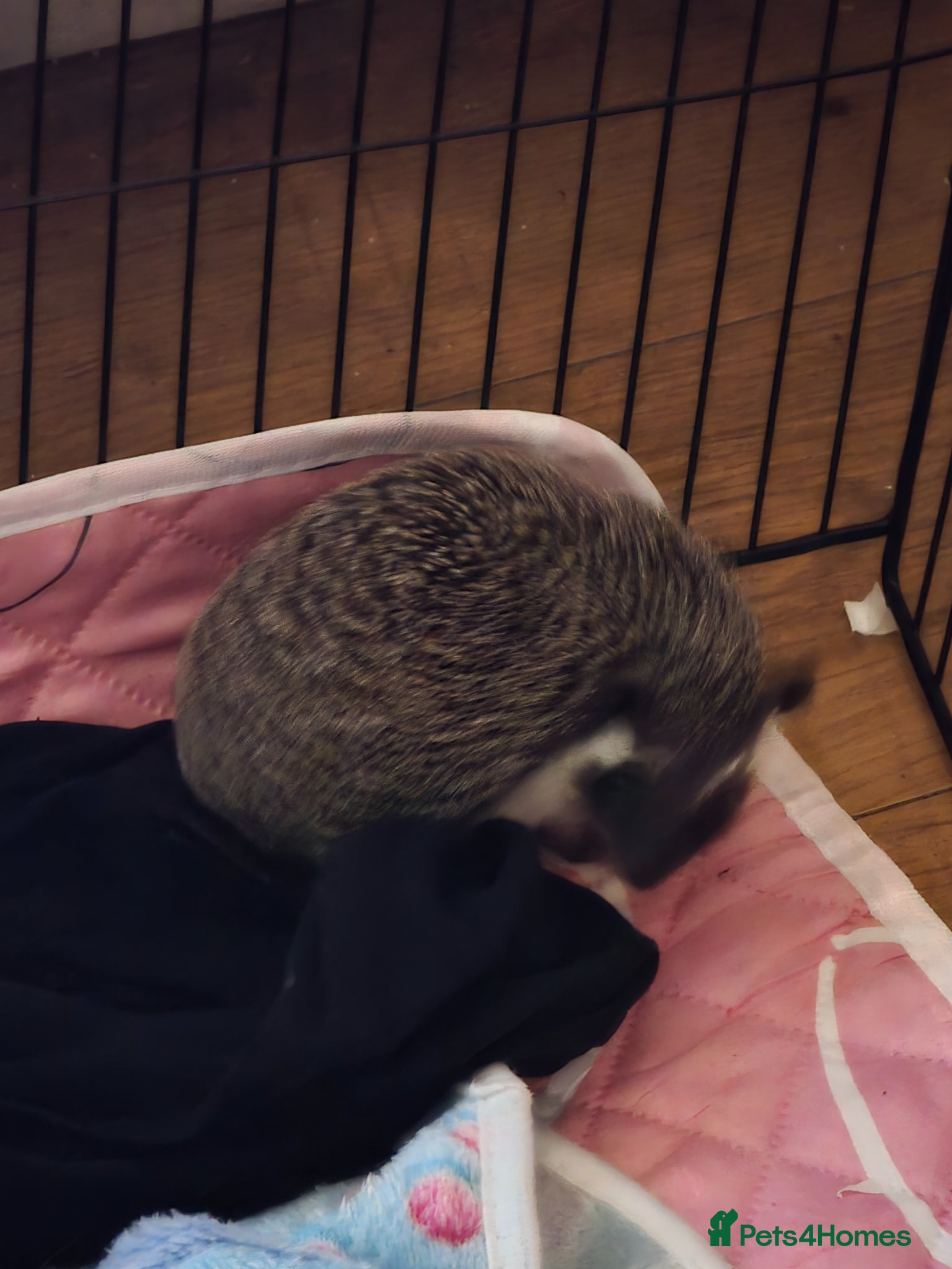 Pygmy Hedgehog rodents Female black bear face 11 weeks old  - Advert 1